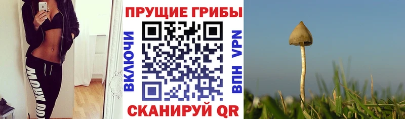 Купить где  Нахабино  Галлюциногенные грибы Psilocybine cubensis 